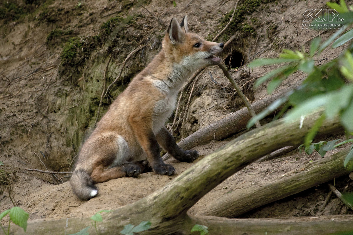 Young wild animals - Red fox cub This spring I spent a lot of time in nature and I had some unique opportunities to photograph some young animals and birds. These are my best photos of a wild boar piglet, young tawny owls, a juvenile woodpecker and a cute red fox cub. All photos except the ones of the wild boars are made in their natural habitat in my home region.  Stefan Cruysberghs